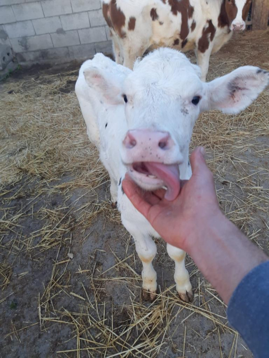 BIOCONSULT consultoría agrícola