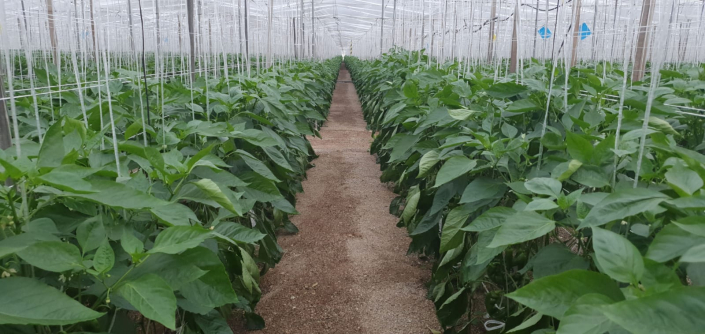 BIOCONSULT consultoría agrícola