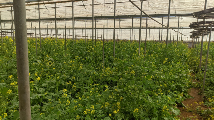 BIOCONSULT consultoría agrícola