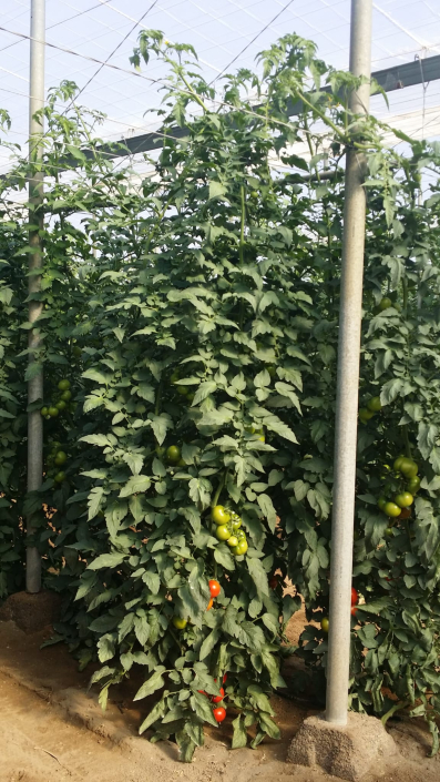 BIOCONSULT consultoría agrícola