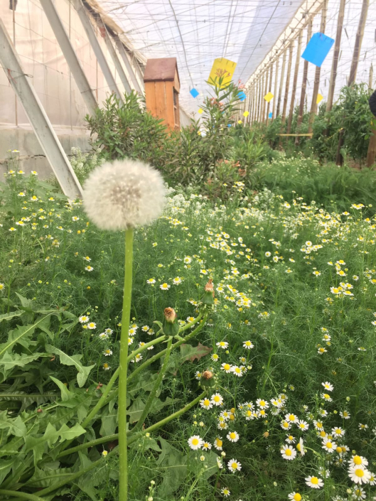 BIOCONSULT consultoría agrícola