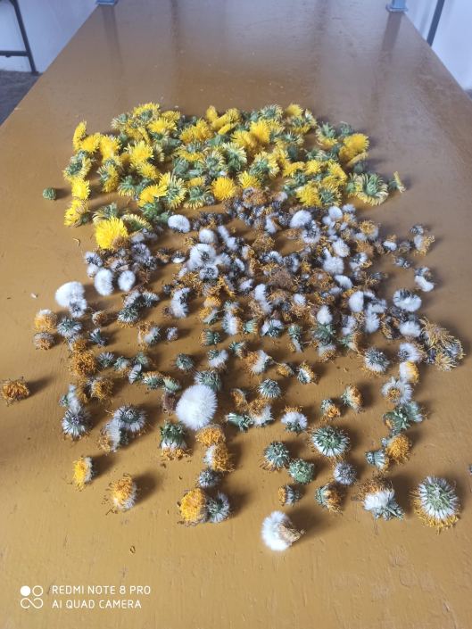 BIOCONSULT consultoría agrícola