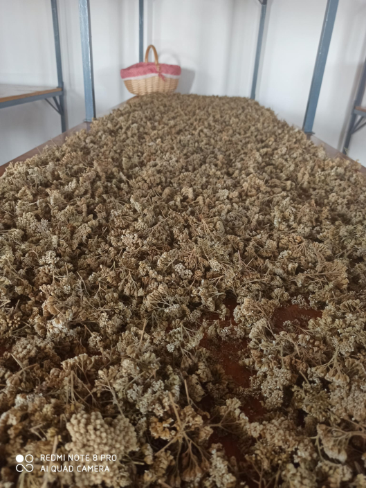 BIOCONSULT consultoría agrícola